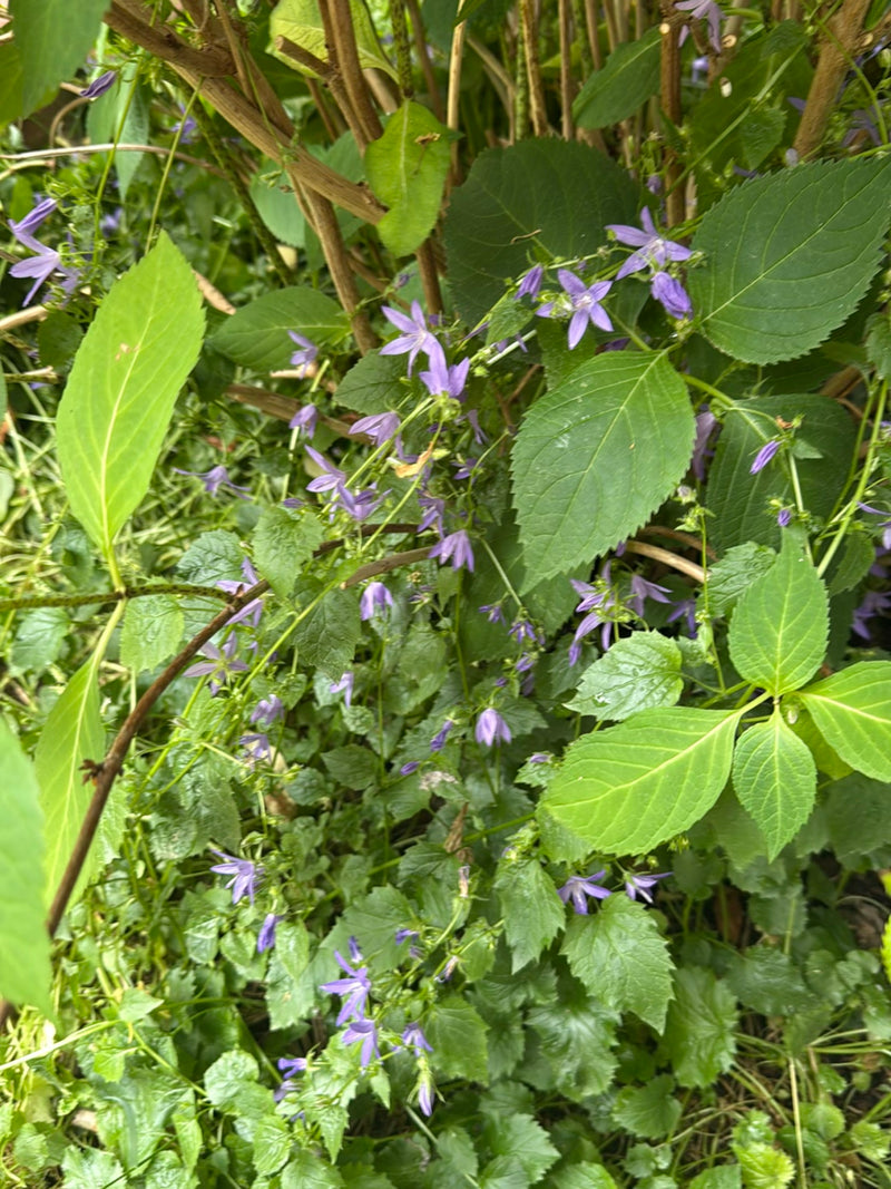 Campanule à feuilles d'ortie — Bild 3