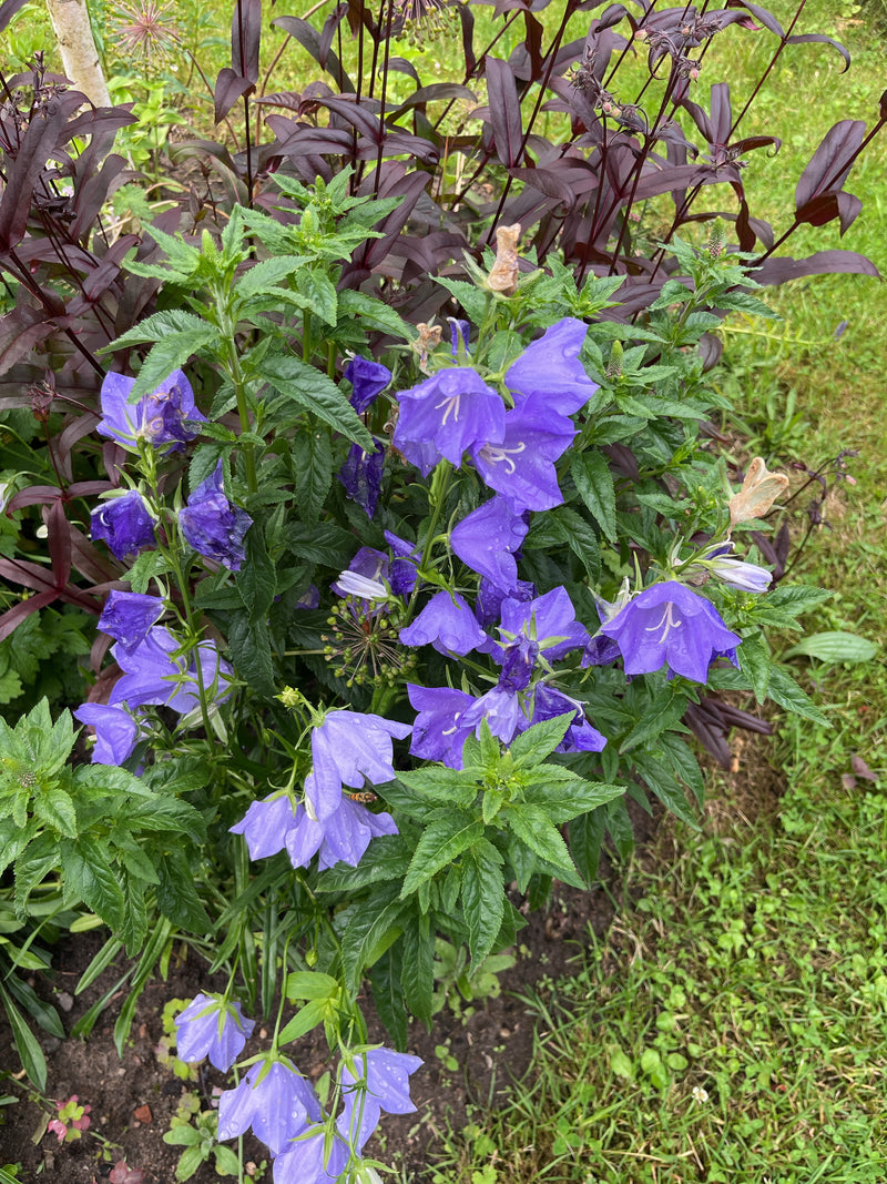 Campanule à feuilles d'ortie — photo 1 sur 6