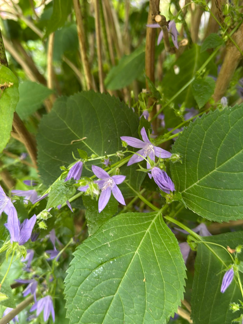 Campanule à feuilles d'ortie — Bild 2
