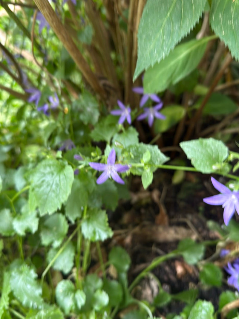 Campanule à feuilles d'ortie — Bild 1