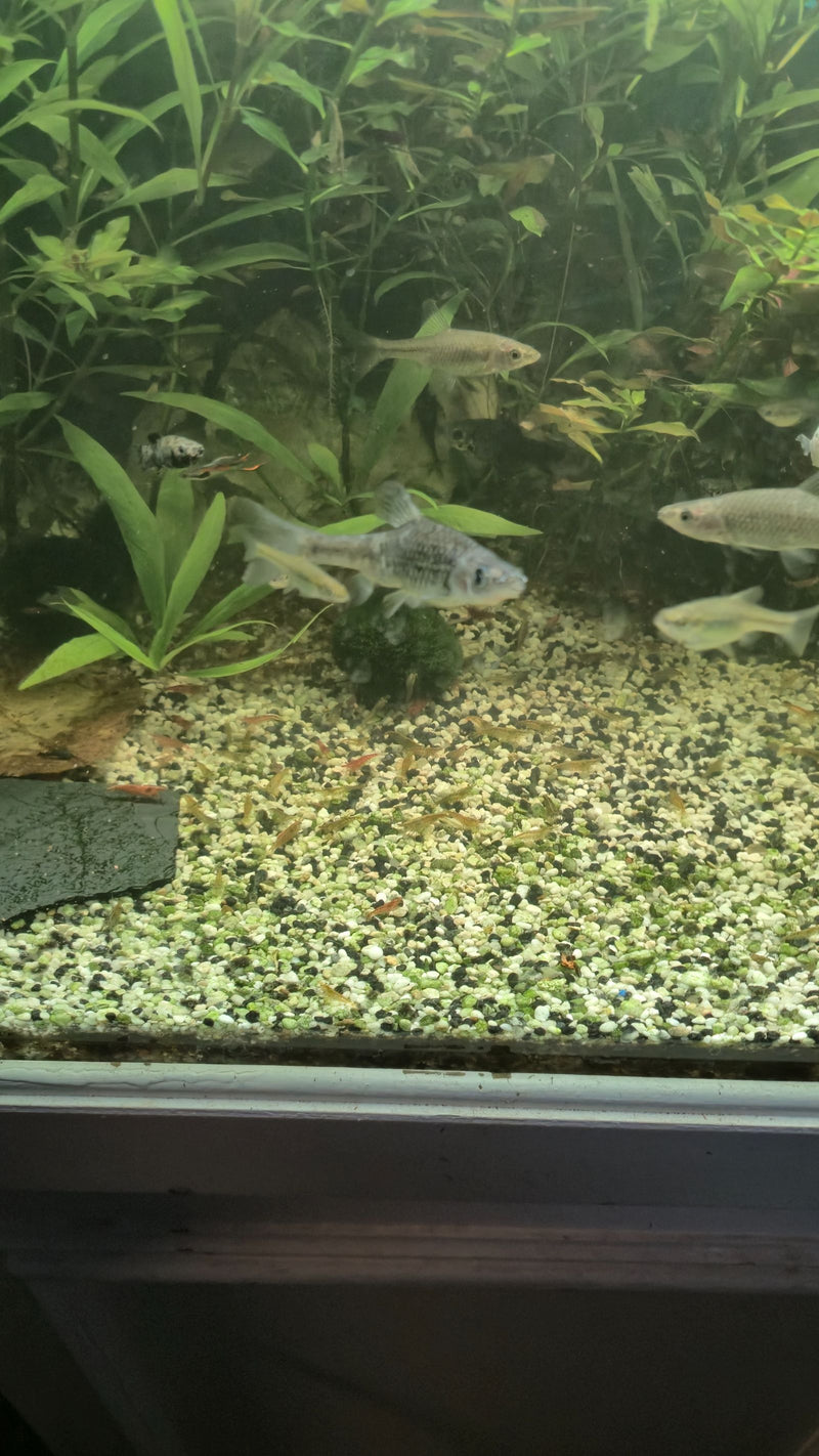 Mangeur d'algues en brosse en filet — Bild 1