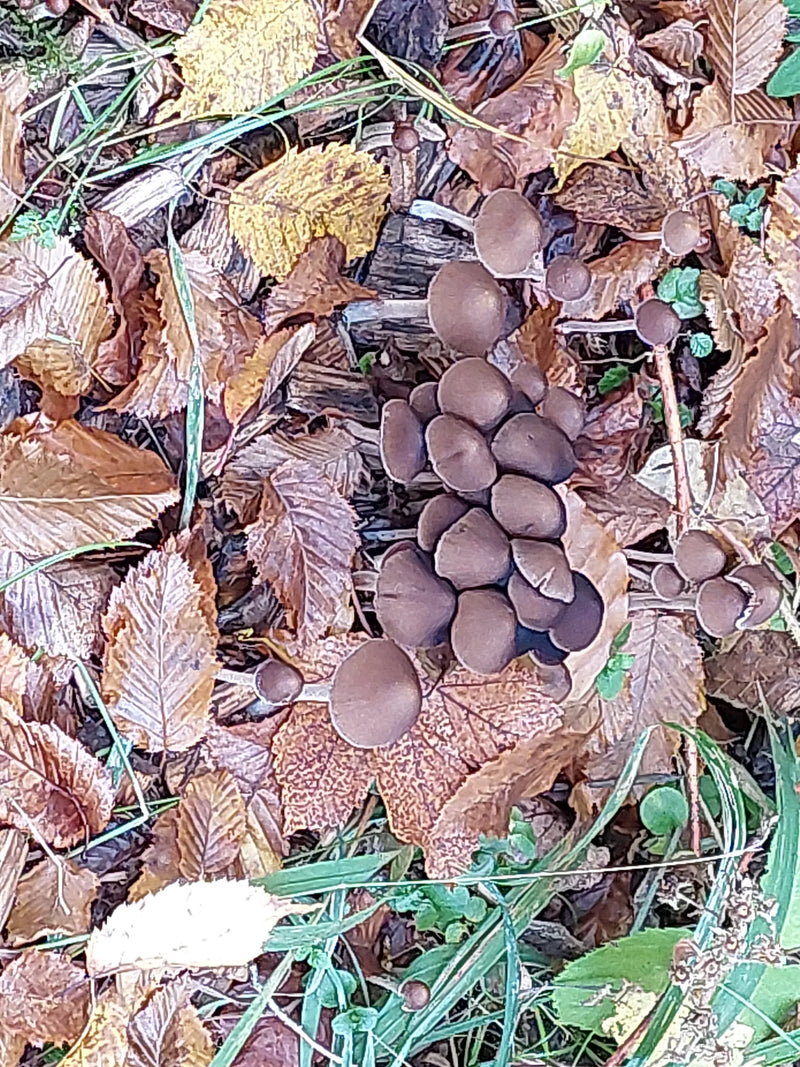 Un groupe de mycènes à pied strié poussant en touffe parmi les feuilles mortes au sol.
