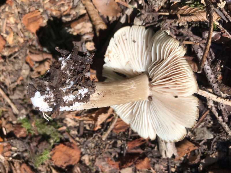 On aperçoit le carpophore d'un mycène plissé-strié vu de dessous, posé sur le sol de la forêt. La photo montre clairement les lamelles blanchâtres et le pied...
