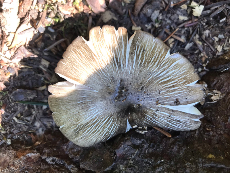 On peut voir un mycène chapeauté d'une belle allure poussant sur du bois mort, vu du dessus. Le chapeau présente les rainures radiales typiques.