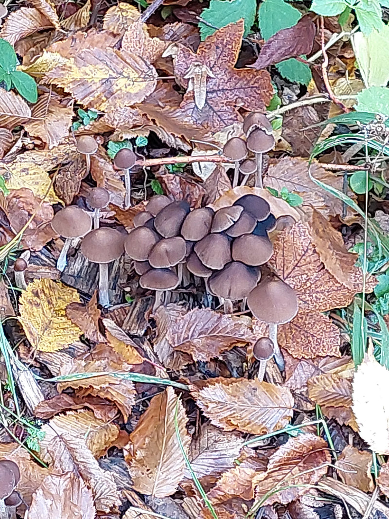 Un groupe de mycènes casqués pousse sur le sol forestier parmi des feuilles mortes brunes.