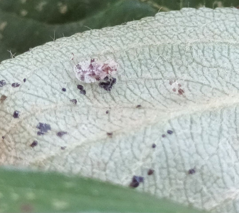 Bogue Web de Corythucha — Bild 1