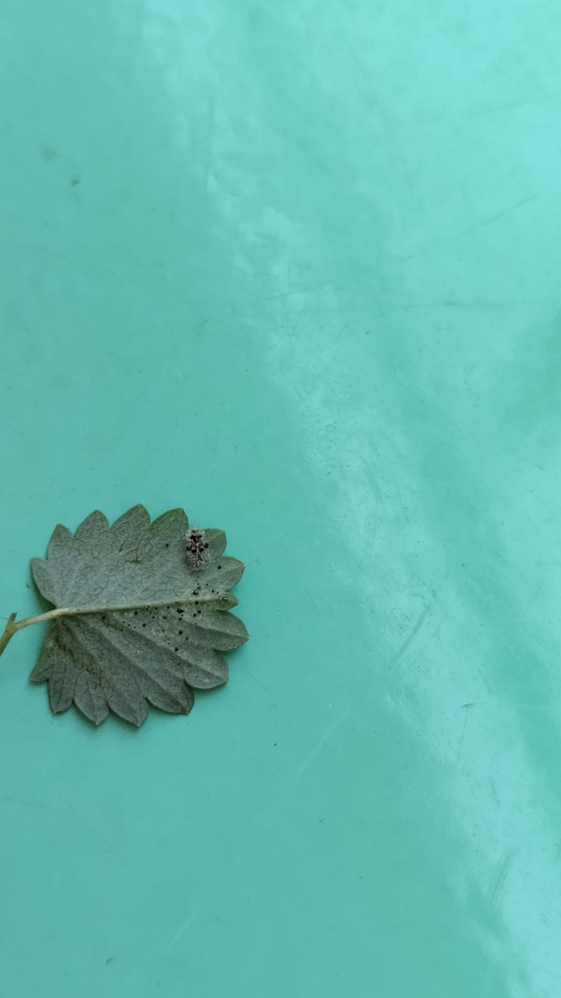 Bogue Web de Corythucha — photo 4 sur 4