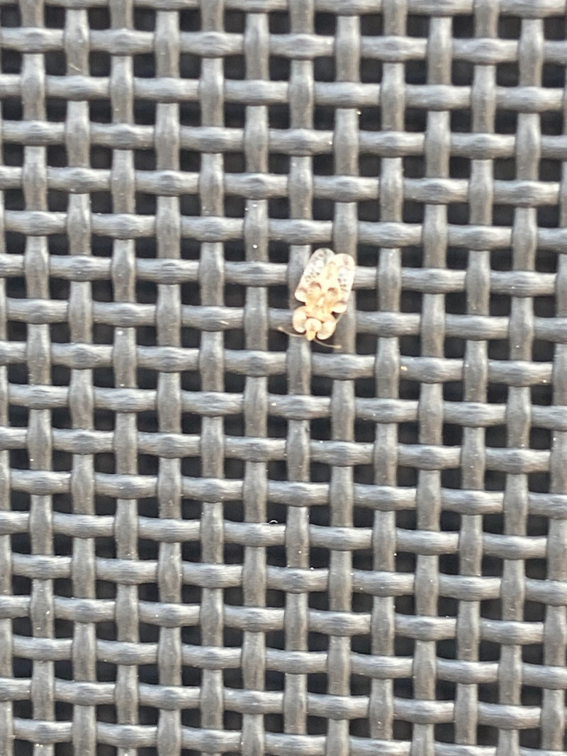 Bogue Web de Corythucha — photo 1 sur 4