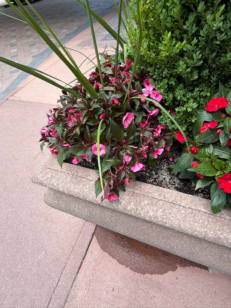 Impatiens de Nouvelle-Guinée — Bild 1