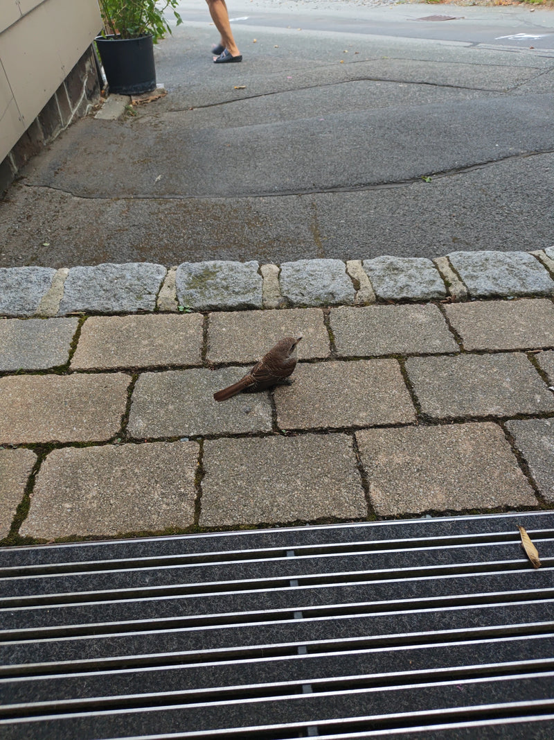 Une pie-grièche écorcheur femelle est posée sur un sol pavé devant le mur d'une maison. L'oiseau regarde attentivement sur le côté.