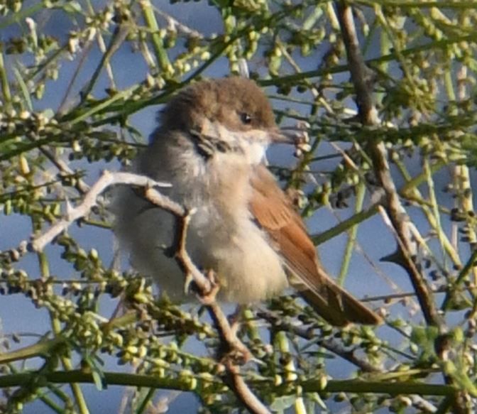 Une pie-grièche écorcheur juvénile est assise sur une fine branche au milieu d'un feuillage vert. L'oiseau regarde vers la droite et montre son plumage dorsa...