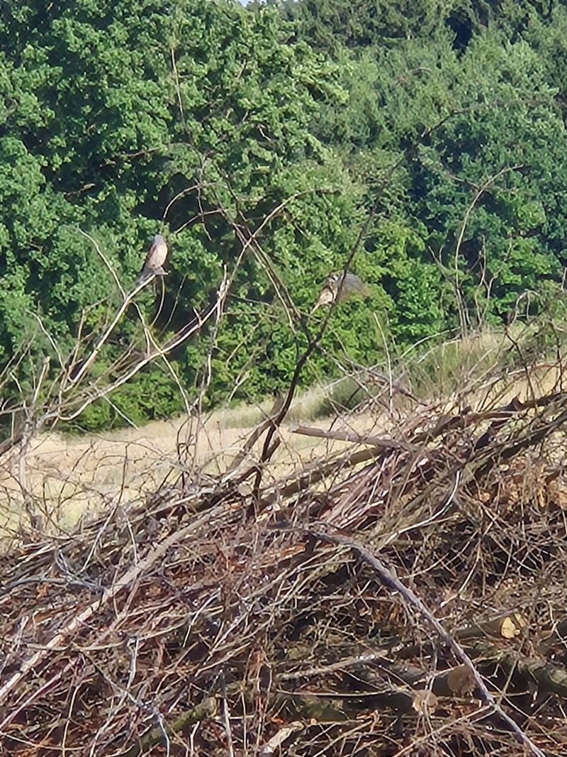 Deux pie-grièches écorcheurs sont perchées au loin sur les branches nues d'un tas de bois mort devant lisière de forêt.