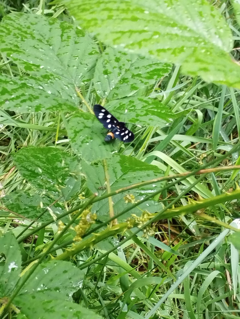 Un zygaène phégée avec des taches blanches marquantes sur les ailes noires est assis sur une feuille verte mouillée. L'environnement est caractérisé par de l...