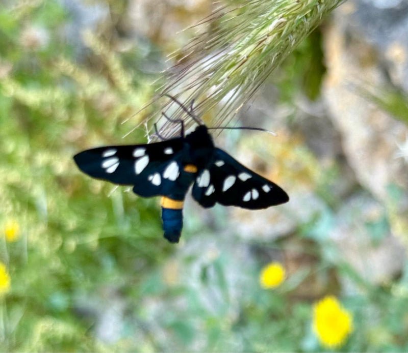 Bélier de pie-grièche écorcheur — Bild 4