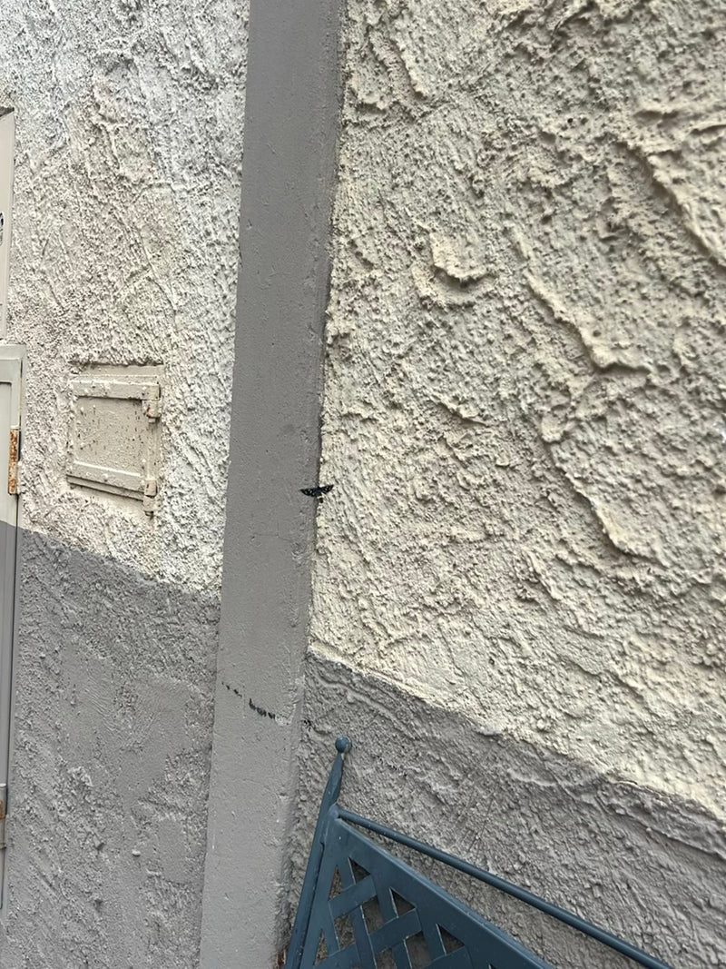 Une amata s'est posée à quelque distance sur un mur de maison enduit. Le sujet apparaît très petit sur l'image.