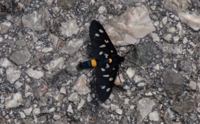 Une zygaène de la phégée est photographiée du dessus sur un sol de gravier clair. L'insecte montre ses ailes typiques noires et blanches ainsi que ses anneau...