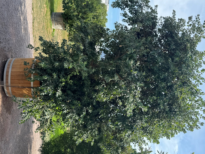 Neuseeländischer Eisenholzbaum — photo 2 sur 2