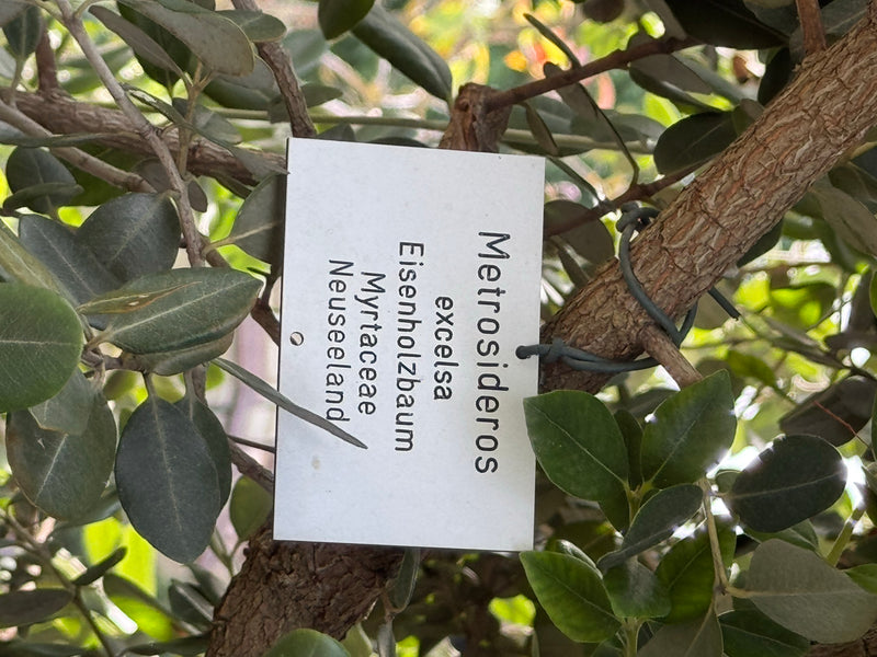 Neuseeländischer Eisenholzbaum — photo 1 sur 2
