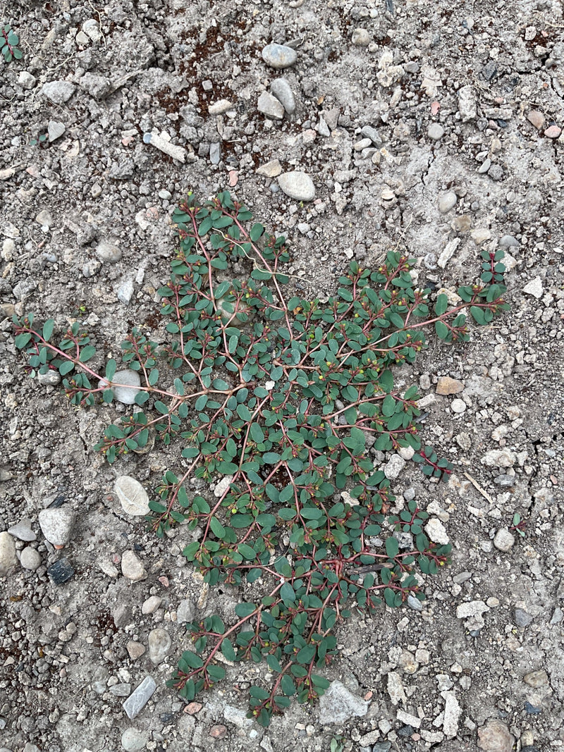 Euphorbe prostrée — photo 1 sur 2