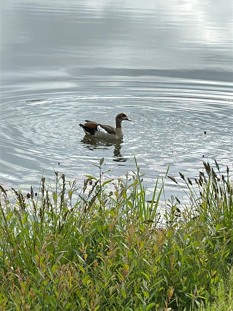 Une oie d'Égypte nage sur une eau calme. La végétation riveraine verte est visible au premier plan.