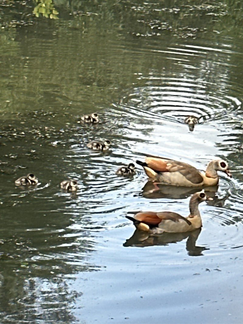 Deux oies d'Égypte adultes nagent avec un groupe de petits poussins sur une eau calme. Ces oiseaux caractéristiques se déplacent ensemble à la surface de l'eau.