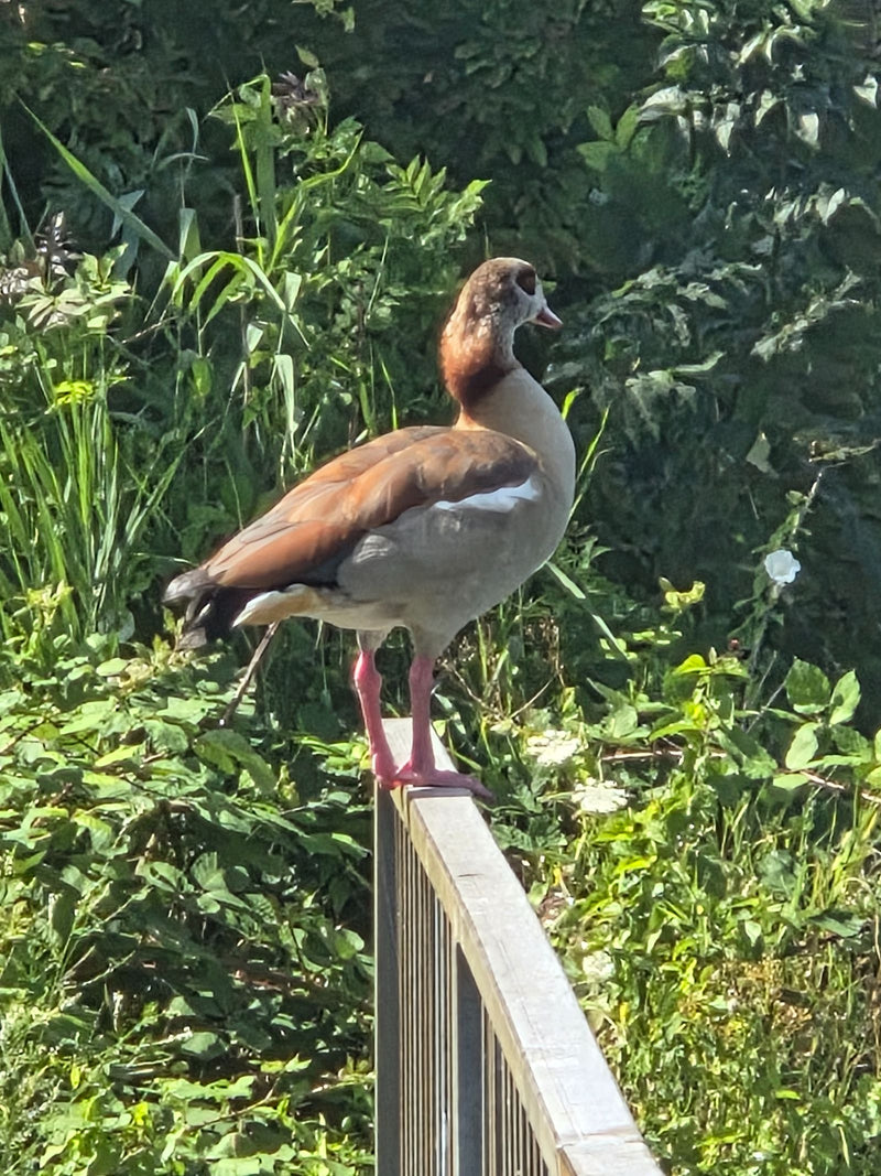 Une oie d'Égypte se tient sur une rampe devant une végétation riveraine dense et verte. L'animal est vu de profil et regarde vers la droite.