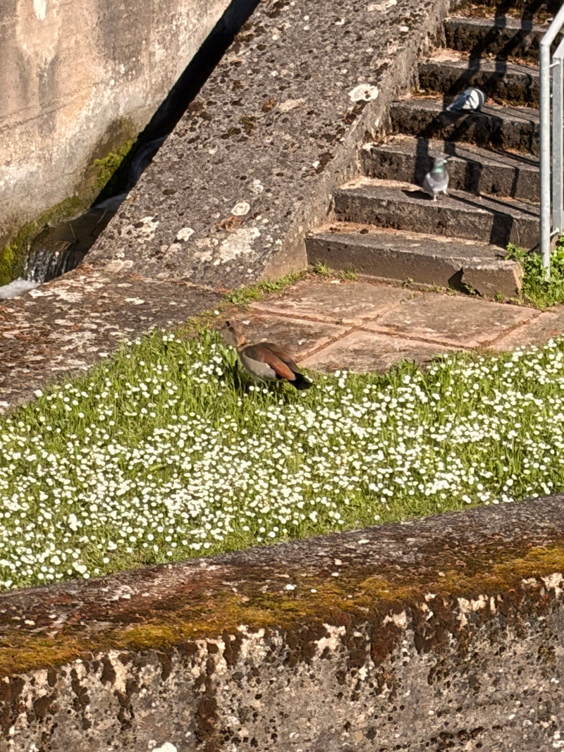 Une oie d'Égypte marche sur une prairie fleuri à côté d'un escalier en pierre. Deux pigeons sont également visibles à l'arrière-plan.