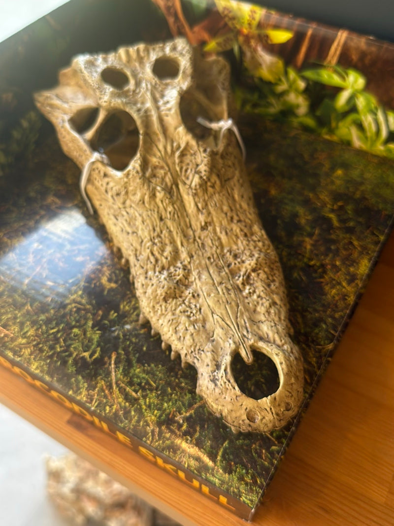 Crocodile du Nil — Bild 2
