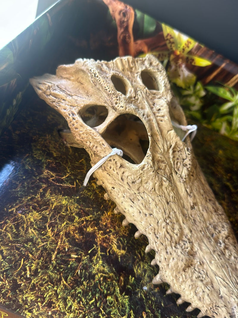 Crocodile du Nil — Bild 1