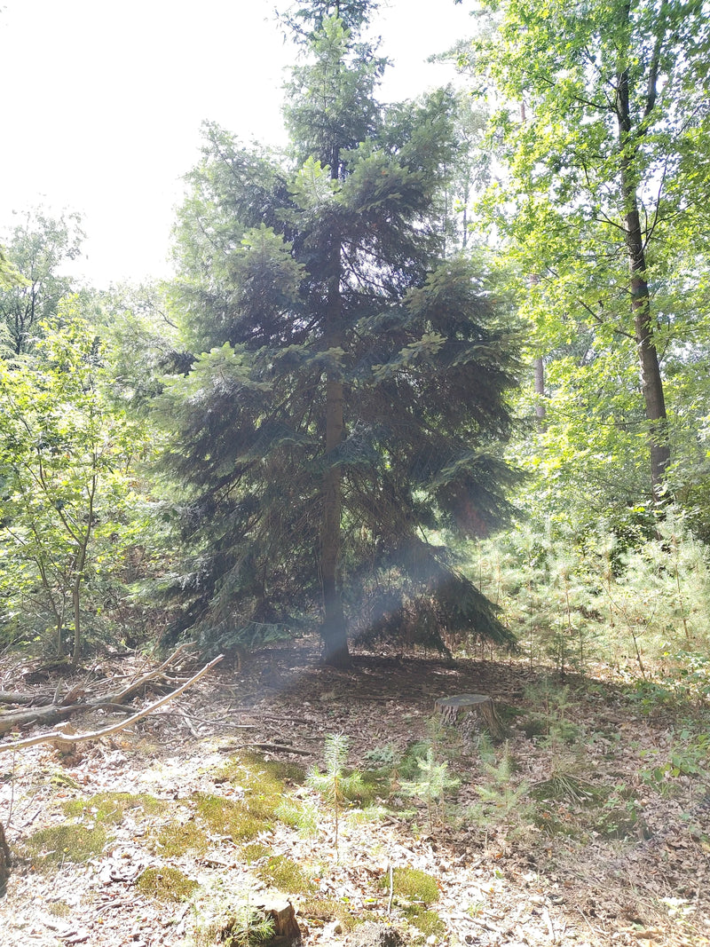 Sapin de Nordmann — Bild 1
