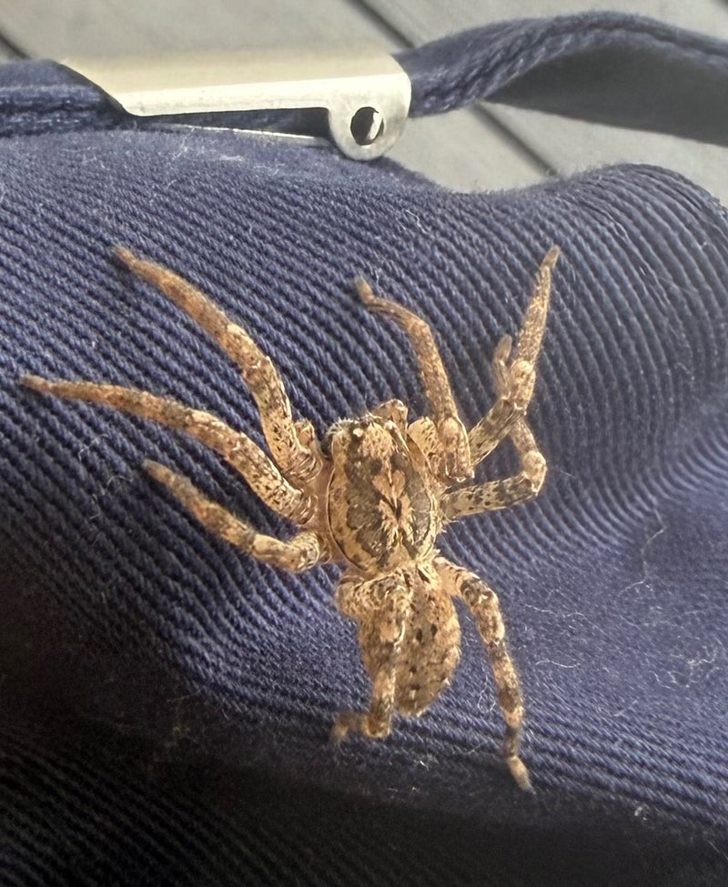 L'image montre une araignée Zoropsis spinimana posée sur un tissu bleu. Elle est immobile et présente sa morphologie caractéristique.