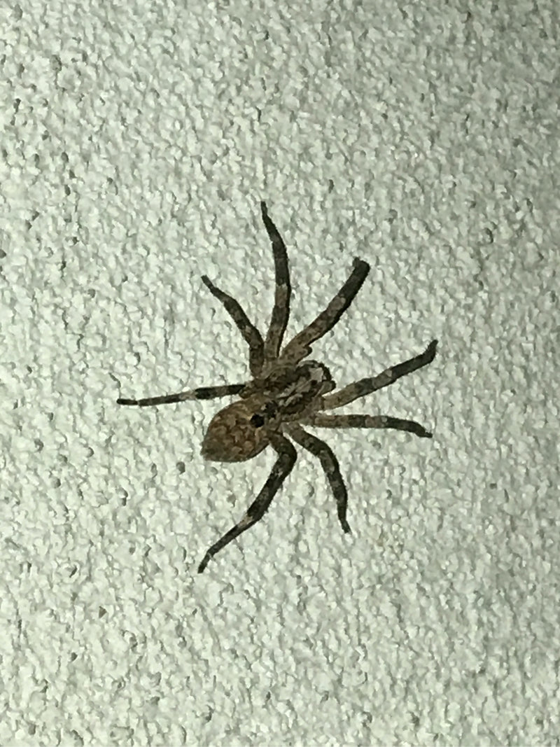 Une araignée Nosferatu est assise immobile sur un mur structure clair vu du dessus. Ses motifs typiques et sa posture sont bien visibles.