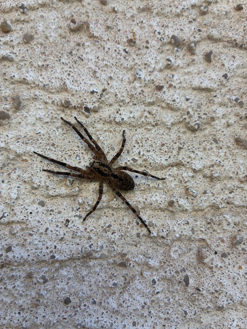 Une zoropse à pattes épineuses repose, pattes étalées, sur un mur clair et rugueux.