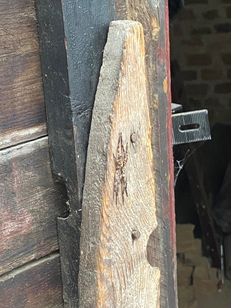 Une araignée Nosferatu est assise immobile sur une planche de bois verticale et patinée. Le motif typique sur son corps est bien visible.