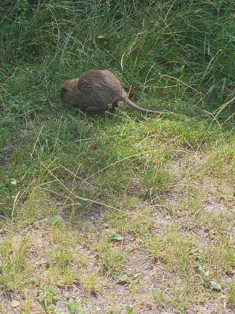 Un nutria marche dans les hautes herbes à la recherche de nourriture. Le rongeur est vu de dessus.