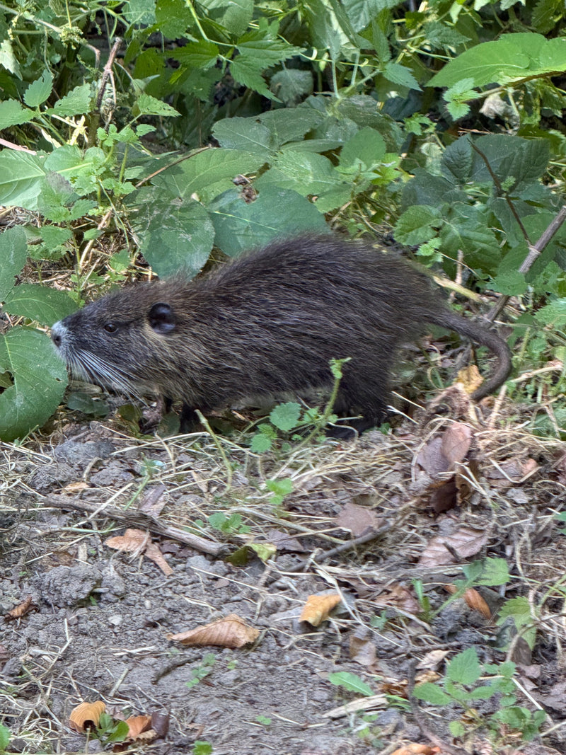 Un ragondin marche sur le sol au milieu de feuillages verts et de sous-bois. Le rongeur est bien visible de profil.