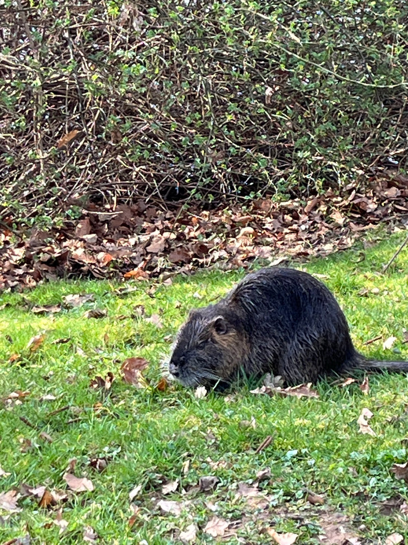 Un rat des marais est assis sur une prairie devant un buisson et se nourrit dans l'herbe.