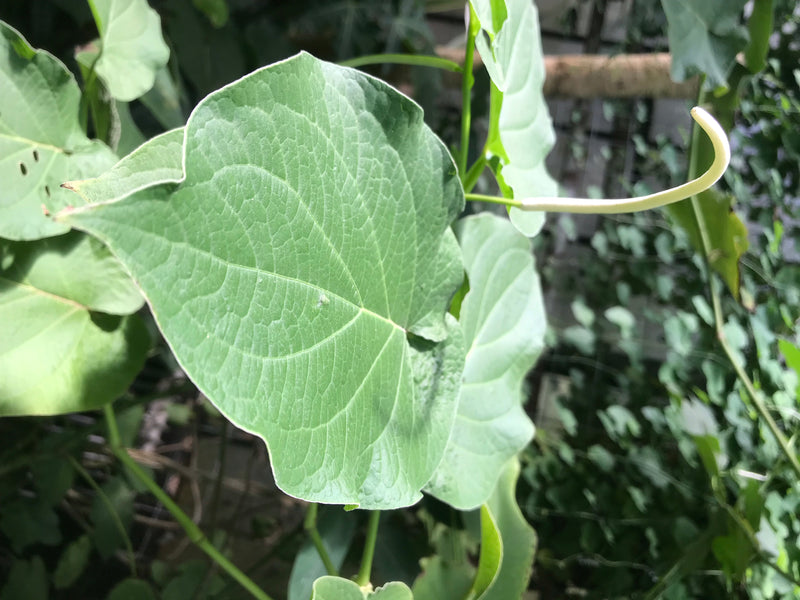 Ohrenpfeffer — photo 4 sur 4
