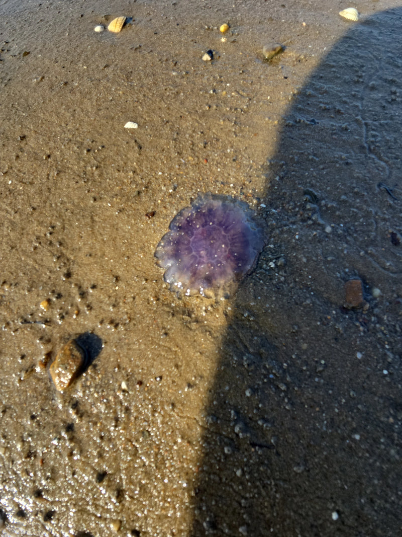méduse d'oreille — Bild 2