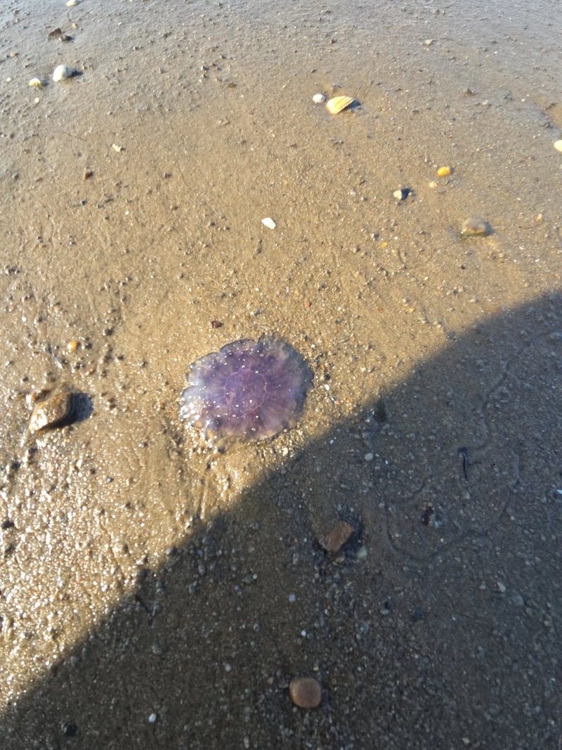 méduse d'oreille — Bild 3