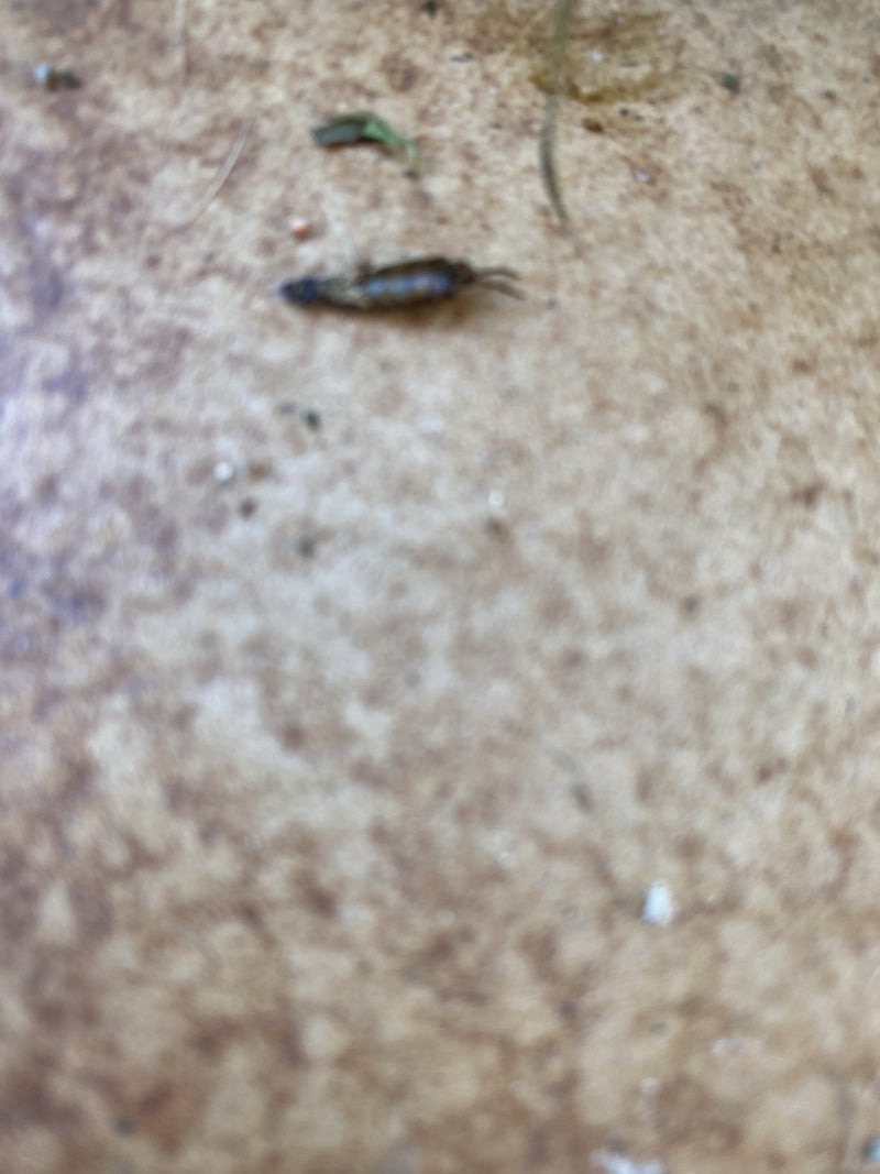 Vers d'oreille — Bild 2