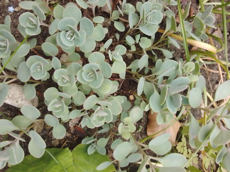 sedum d'octobre — Bild 1
