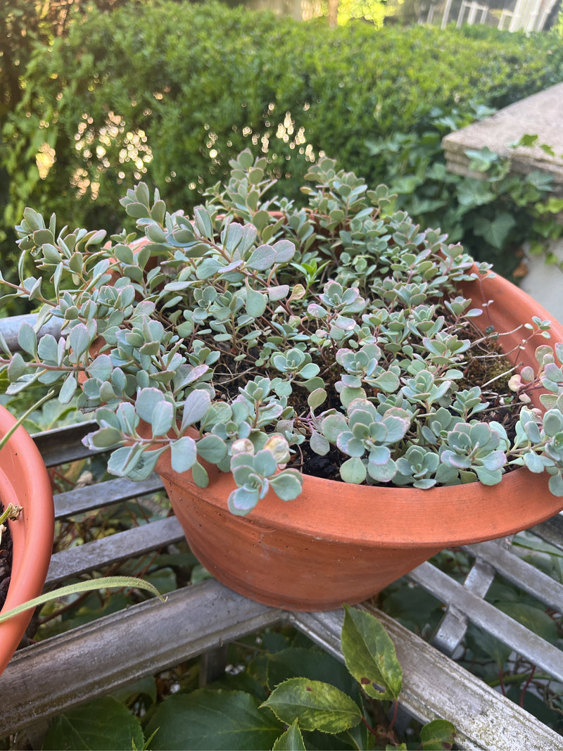 sedum d'octobre — photo 2 sur 5