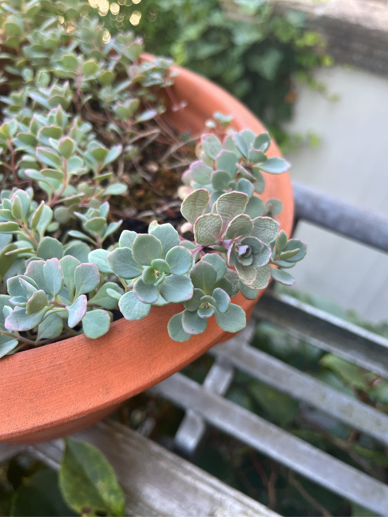 sedum d'octobre — photo 5 sur 5