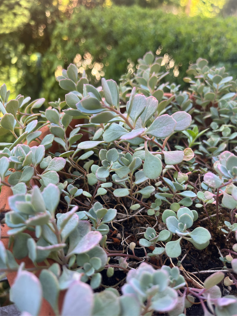 sedum d'octobre — photo 3 sur 5
