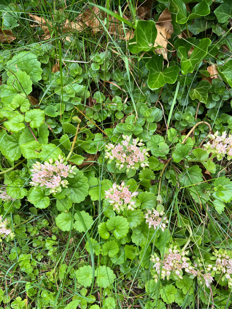 sedum d'octobre — photo 1 sur 5