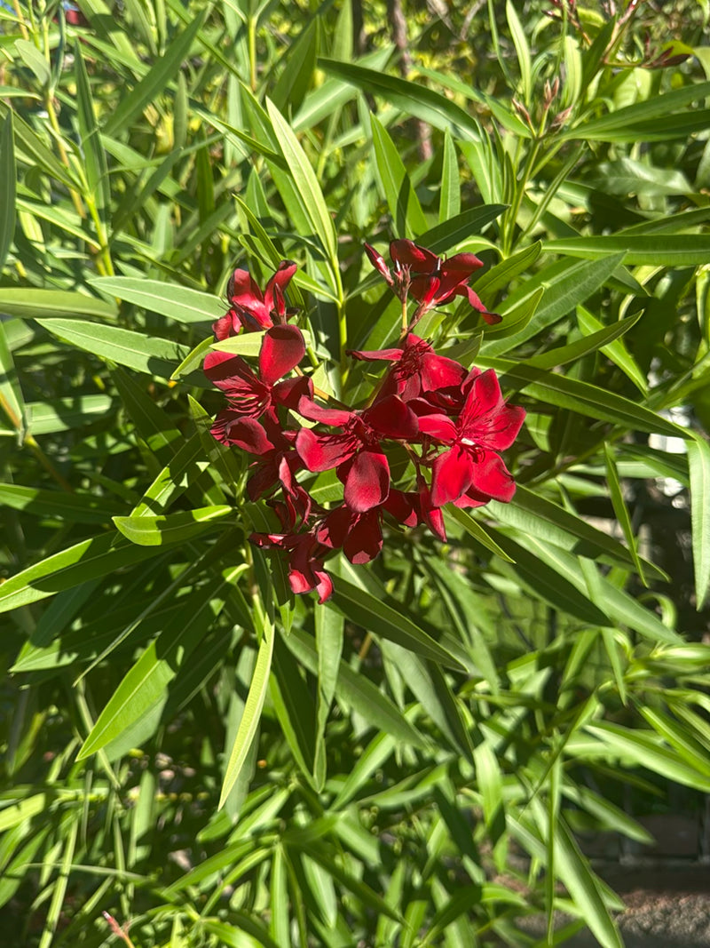 L'image montre un laurier-rose en fleurs avec des fleurs rouge foncé et des feuilles vertes étroites. La plante est à l'extérieur dans un environnement naturel.