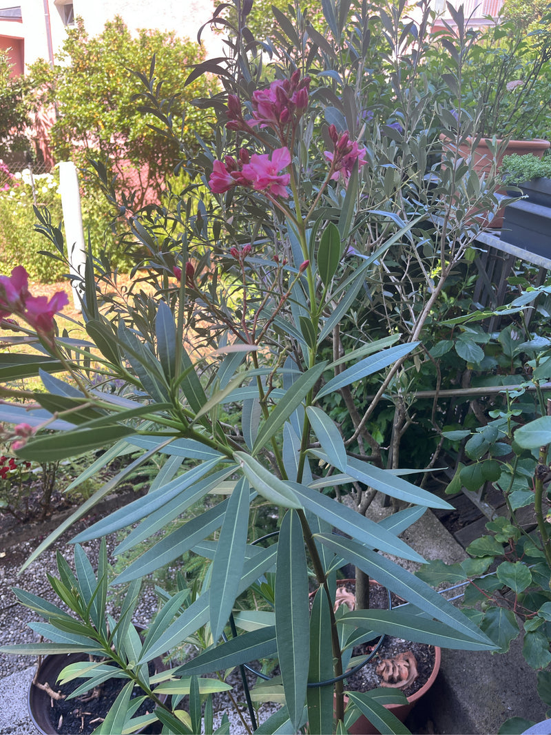On voit un laurier-rose avec ses feuilles étroites caractéristiques et ses fleurs rose vif à l'extrémité des tiges. La plante est dans un pot de fleurs à l'e...