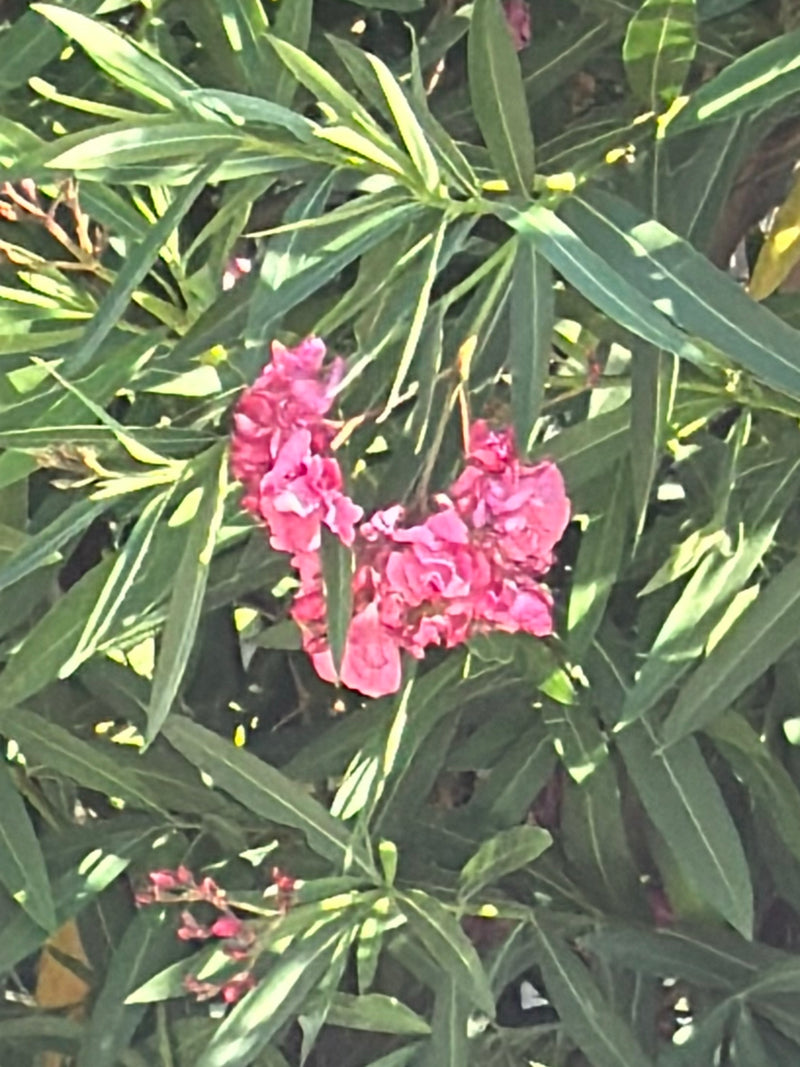 L'image montre un laurier-rose en floraison avec des fleurs roses caractéristiques et des feuilles vertes étroites. La plante est dans un environnement naturel.