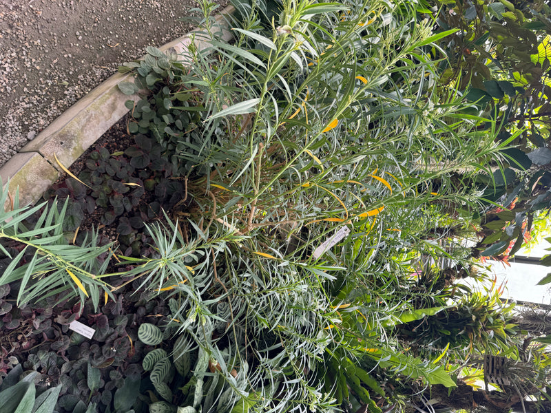 laurier-rose — photo 1 sur 29